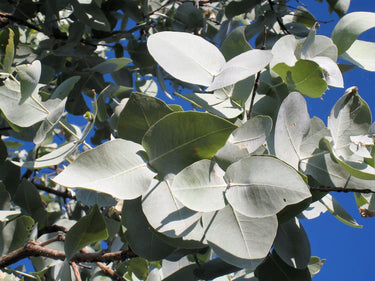 10 SILVER BOX EUCALYPTUS Pruinosa Silvery Blue-Green Foliage Apple Box Smoke Tree White Yellow Flower Seeds